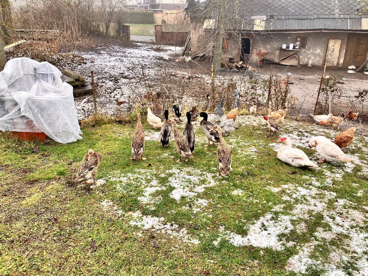 Indický běžec - 2