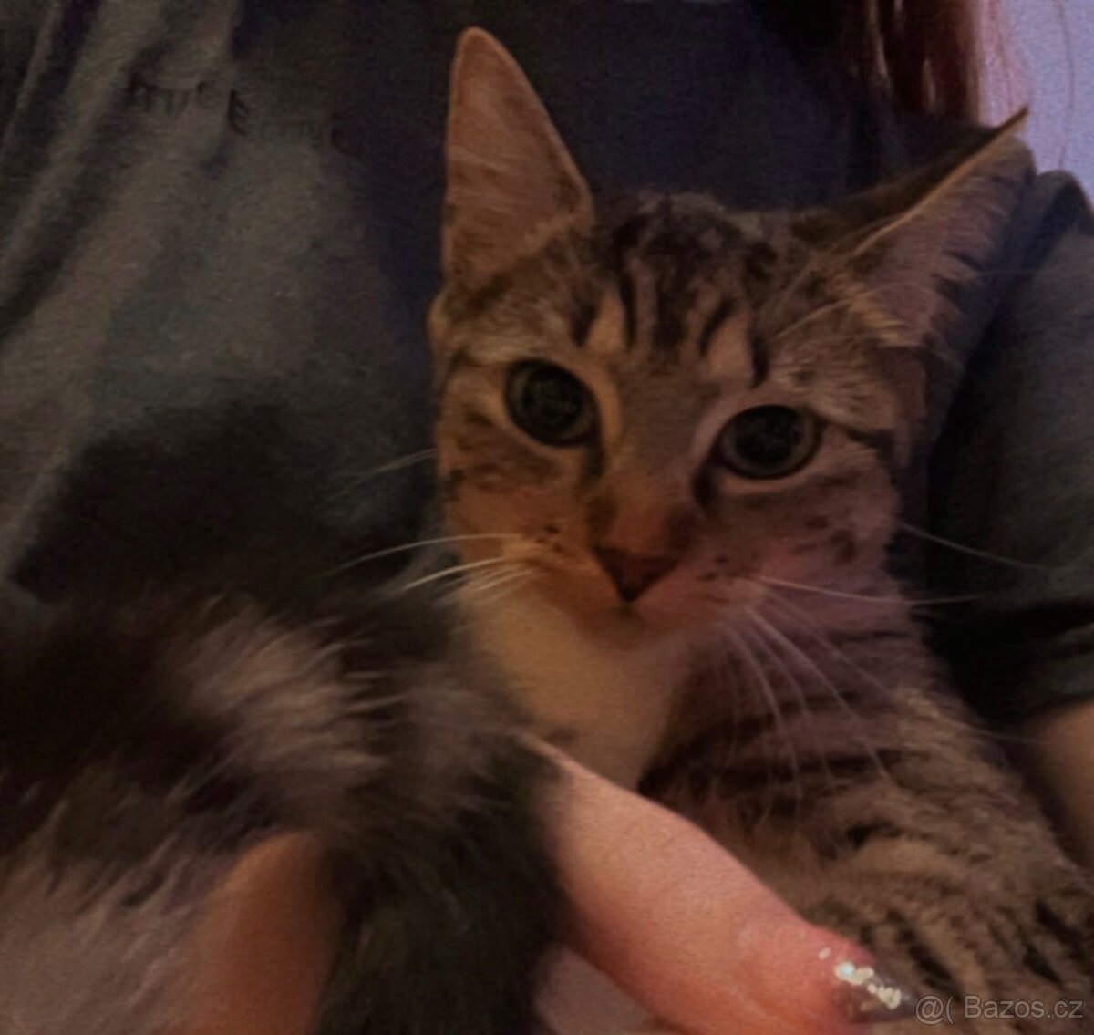 7 měsíční koťátko - 2