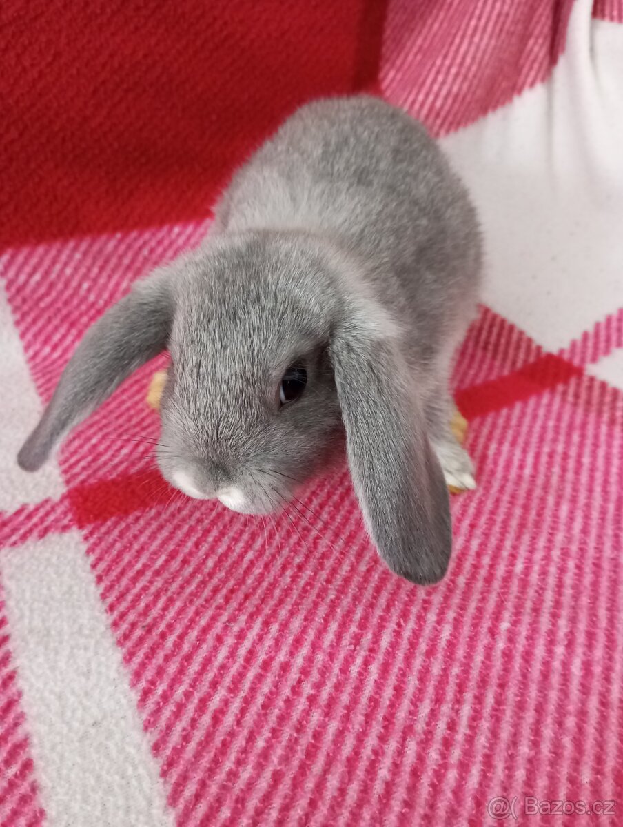 Zakrslý beránek králíček - 2