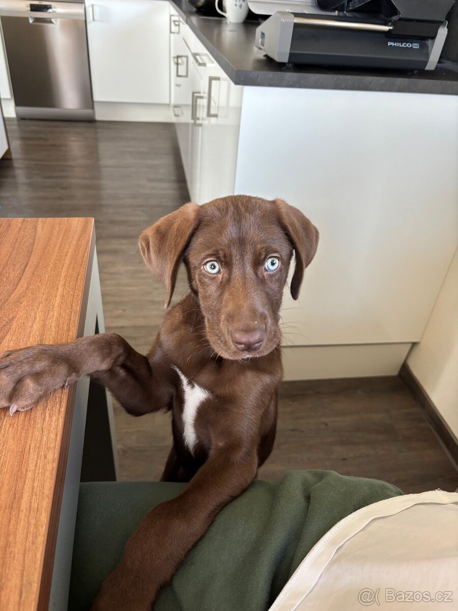 Výmarský ohař x Sibiřský husky - 2