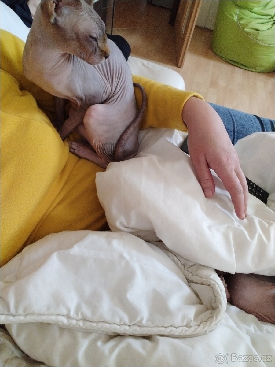 Sphynx - 2