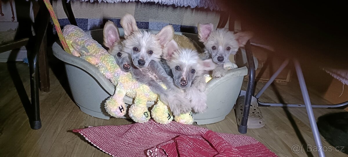 Čínský chocholatý pes - 2