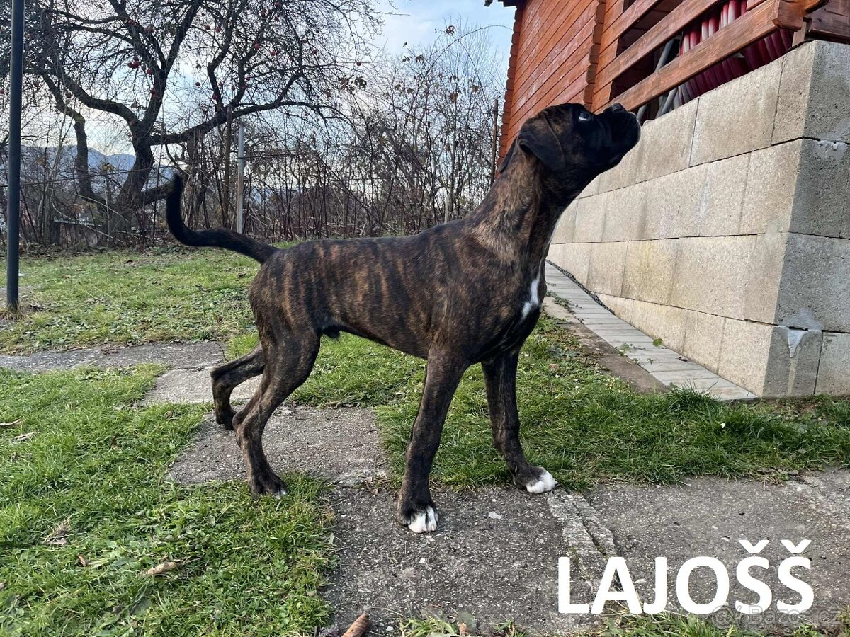 Nemecký boxer s PP (FCI) – šteniatka pripravené na odber - 2