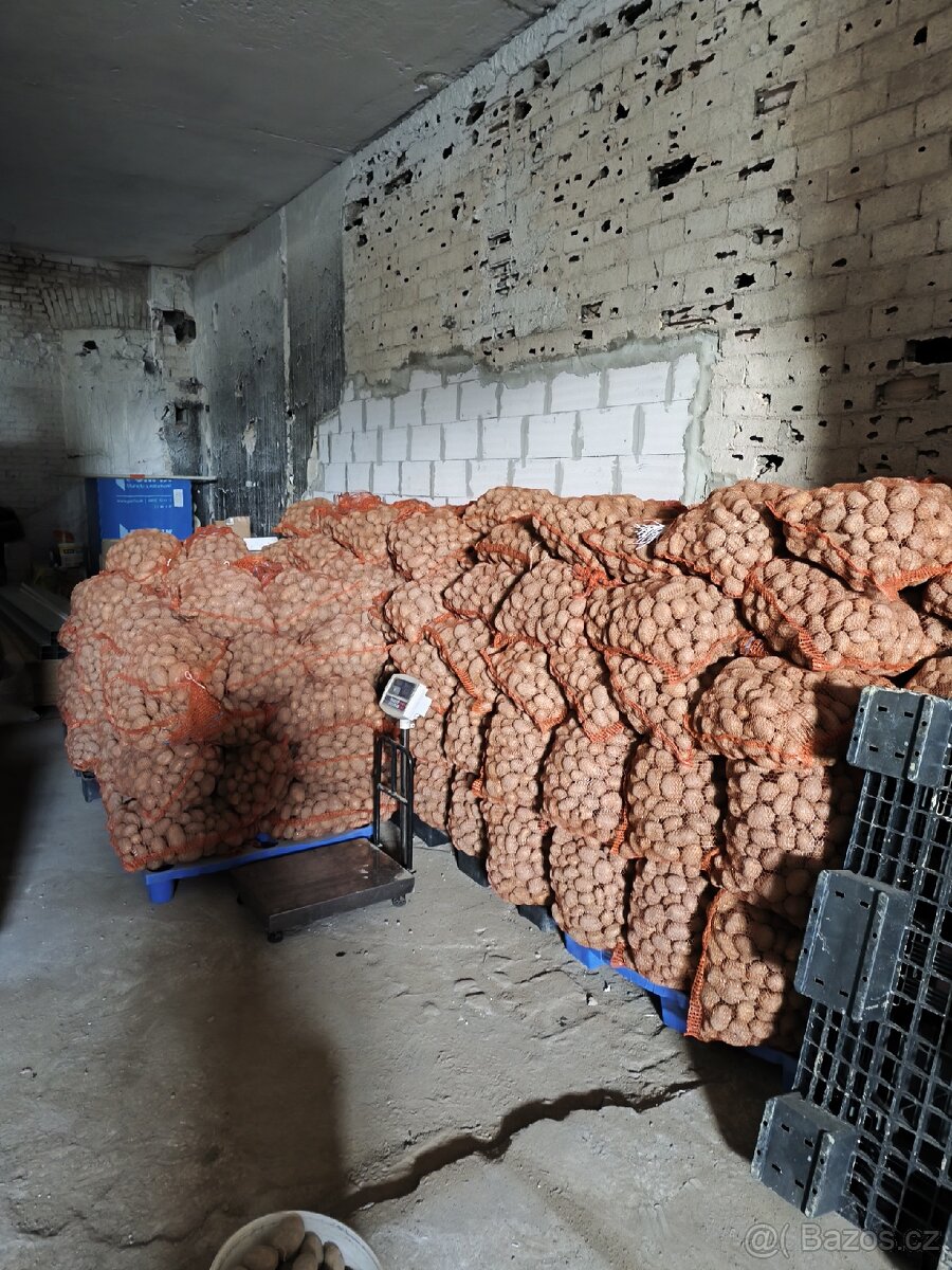 Prodej brambor Adela (DOVOZ DOHODOU) - 2