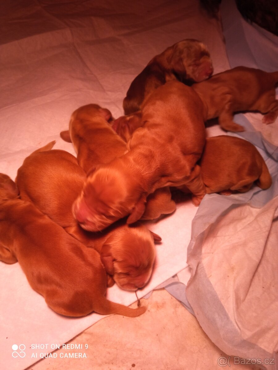 Anglický kokršpaněl štêňata - 2