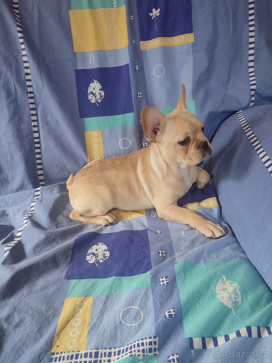 Francouzský buldoček - 2