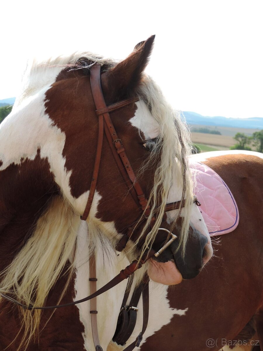 Irský cob kobylka na prodej - 2