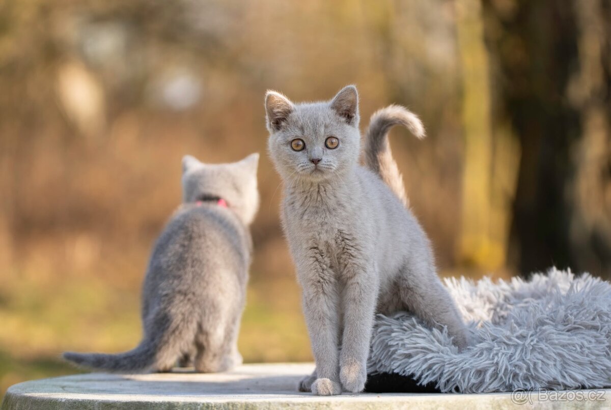 Britská koťata bez PP - 2