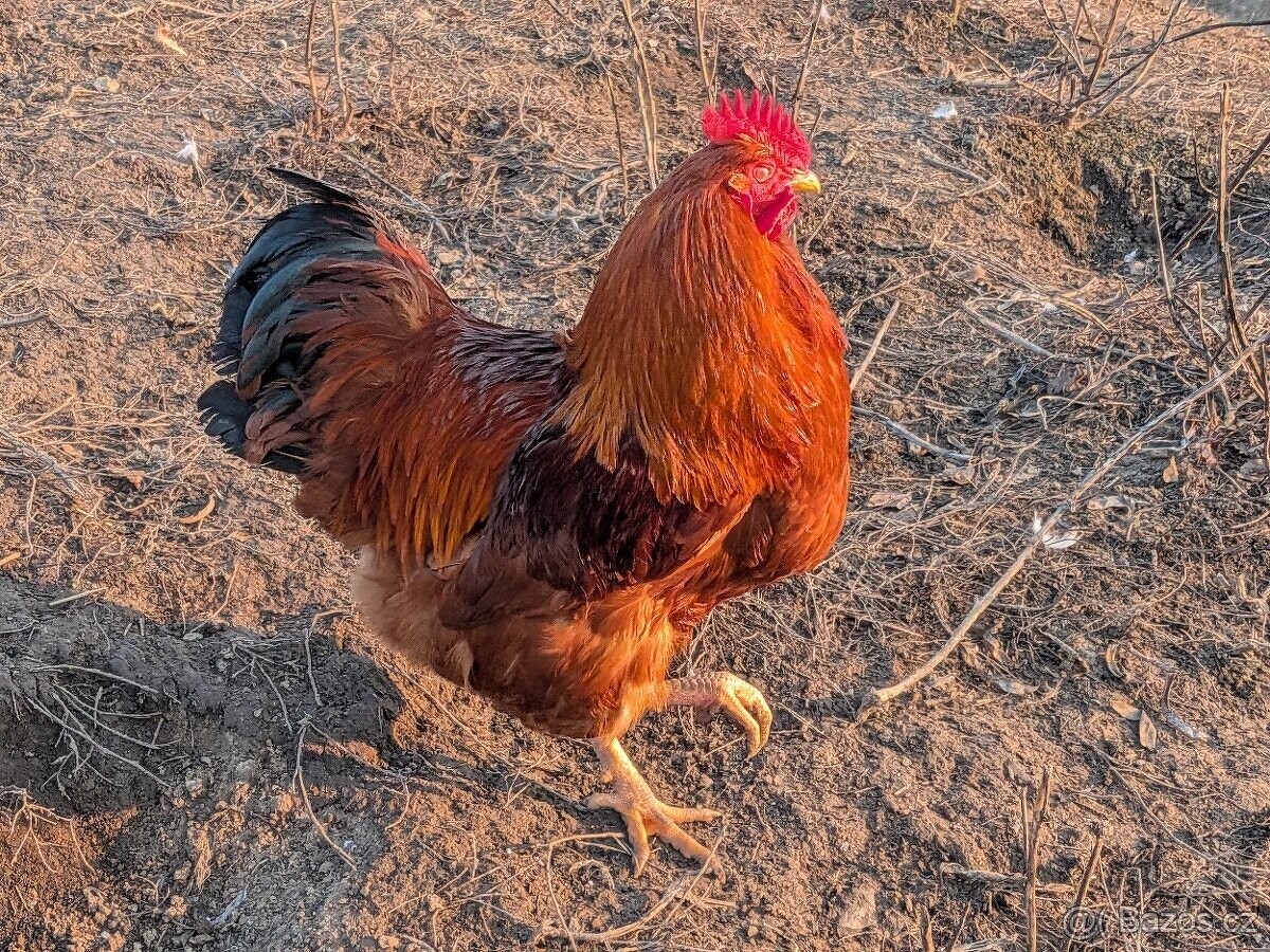 kohout hempšír - 2