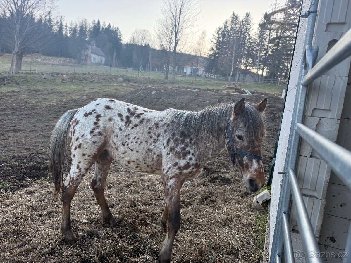 Appaloosa - 2