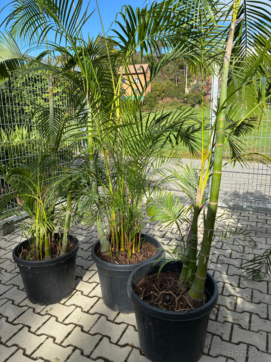 Areka dypsis výška 220 cm - 2