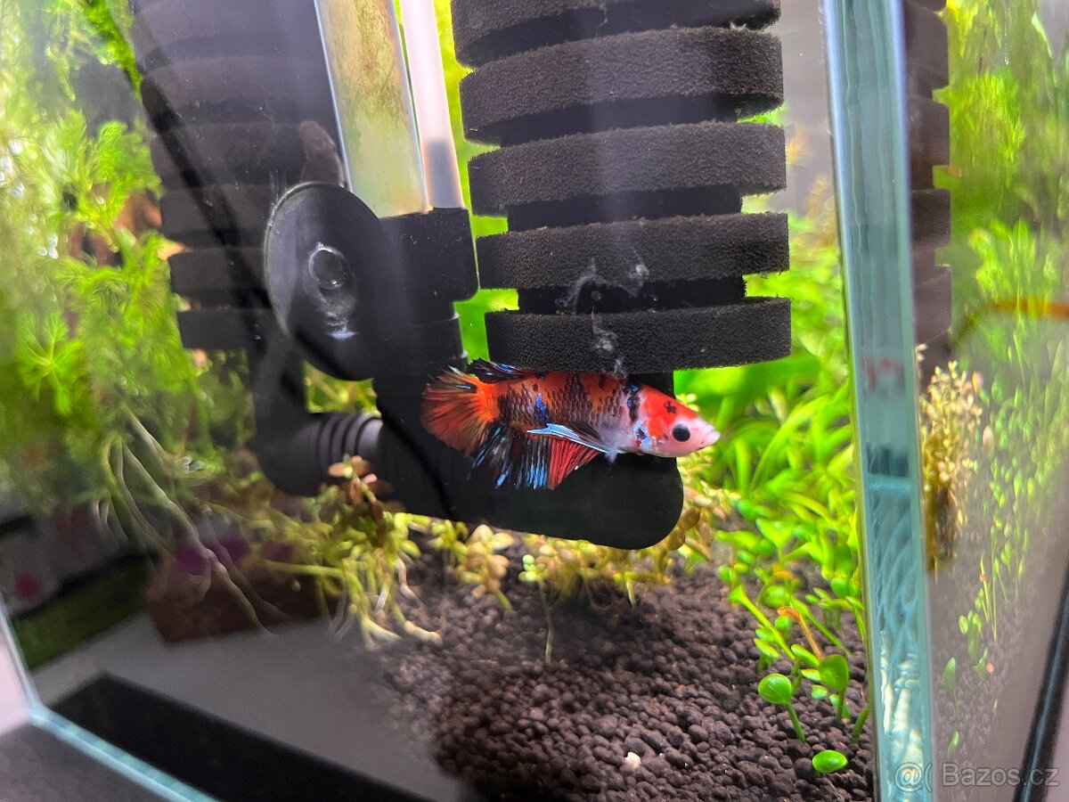 Betta Koi - 2