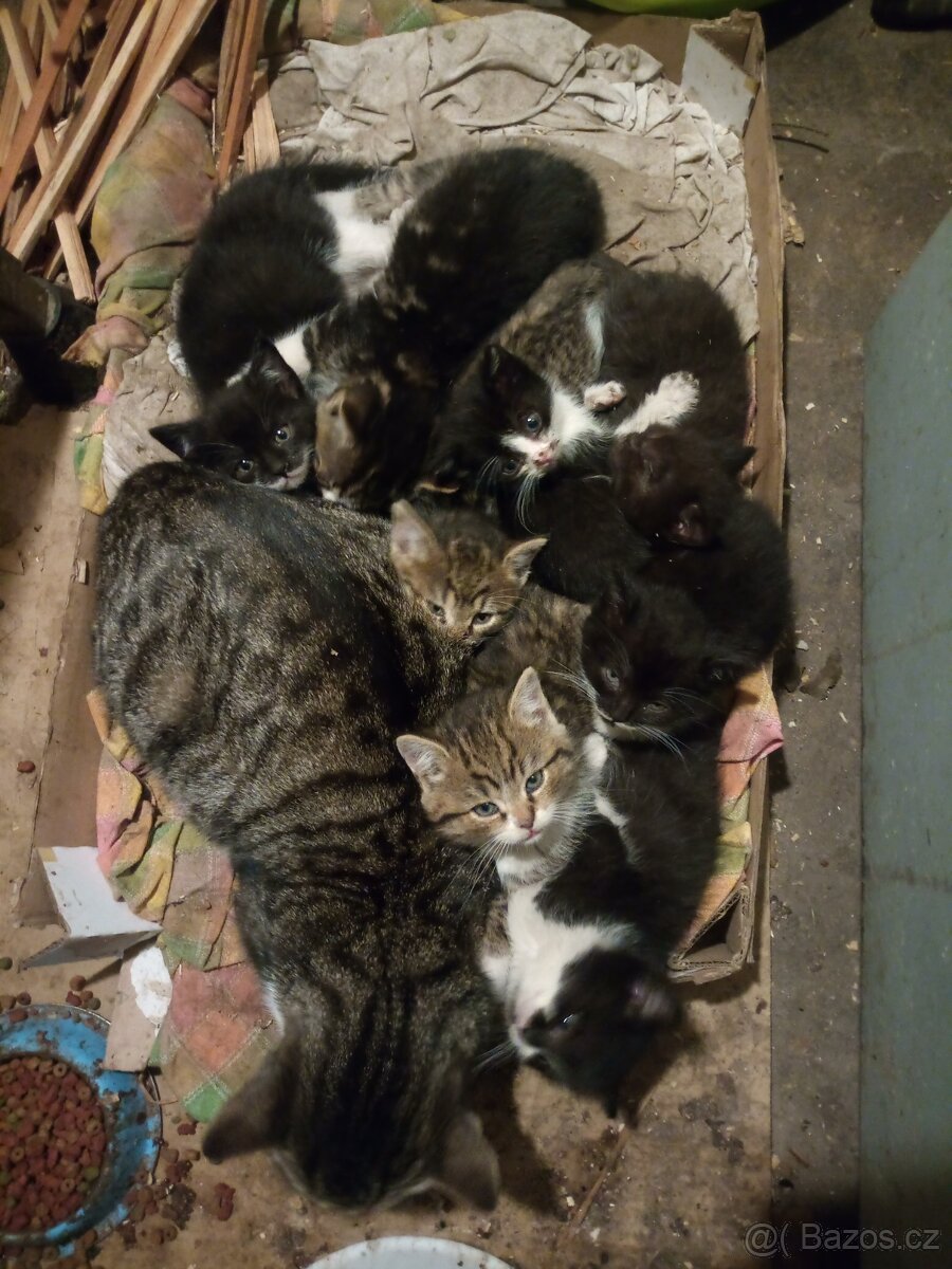 Koťátka - 2