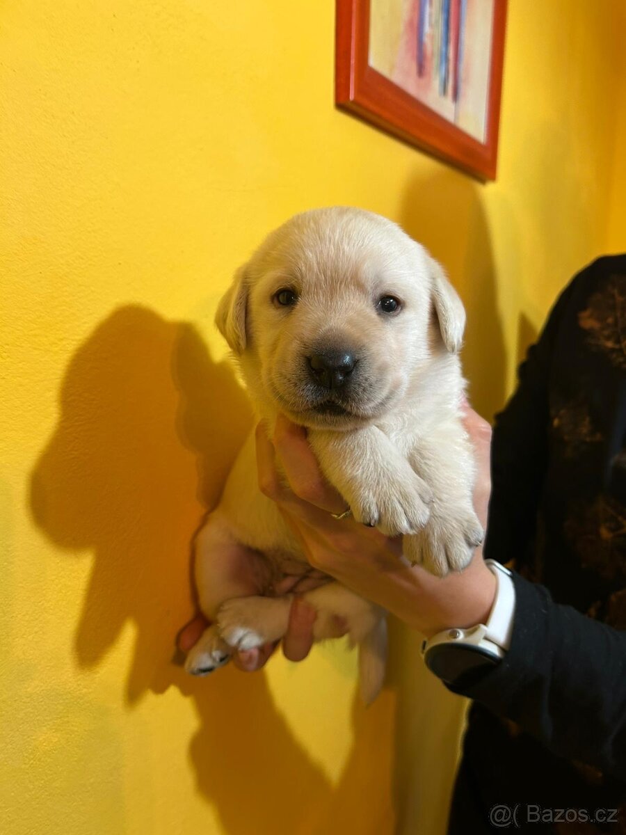 Labradorský retriever s PP - 2