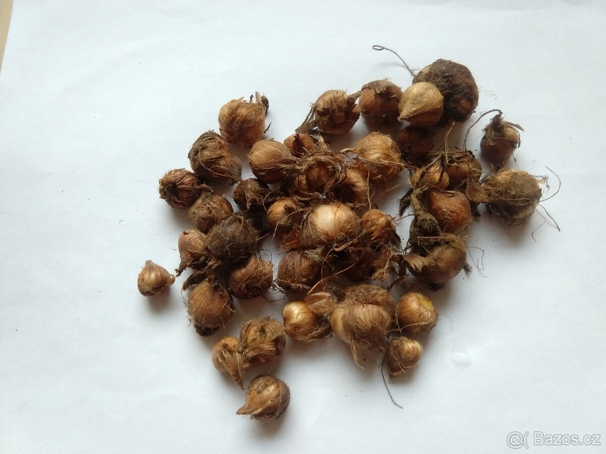 Šťavel růžový - čtyřlístek (Oxalis deppei) 30 ks - 2