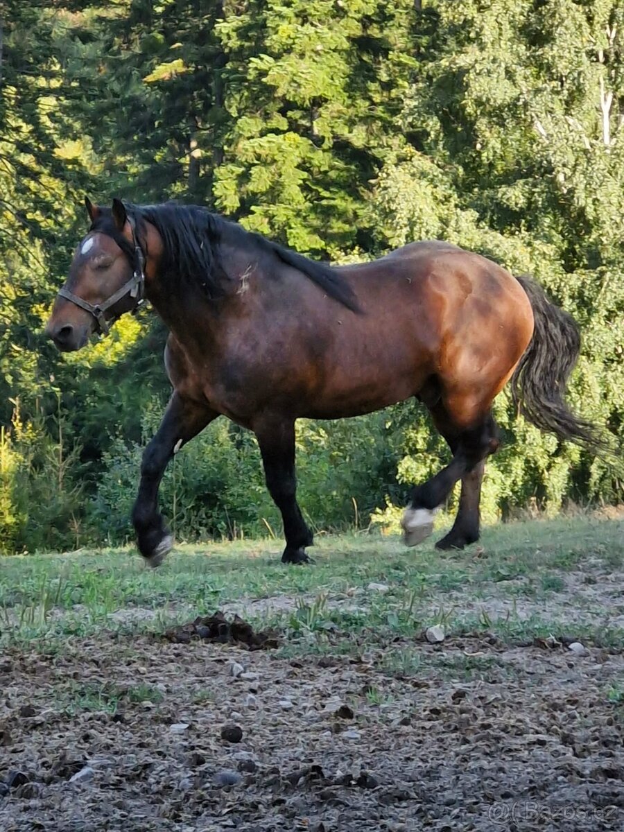 Plemenný hřebec SN 1331 Sargon - 2