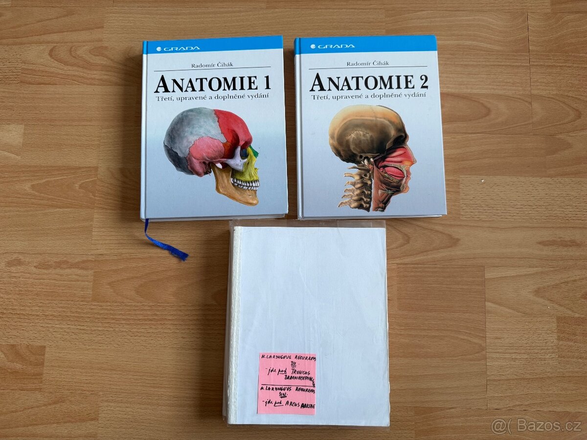 Anatomie - 2