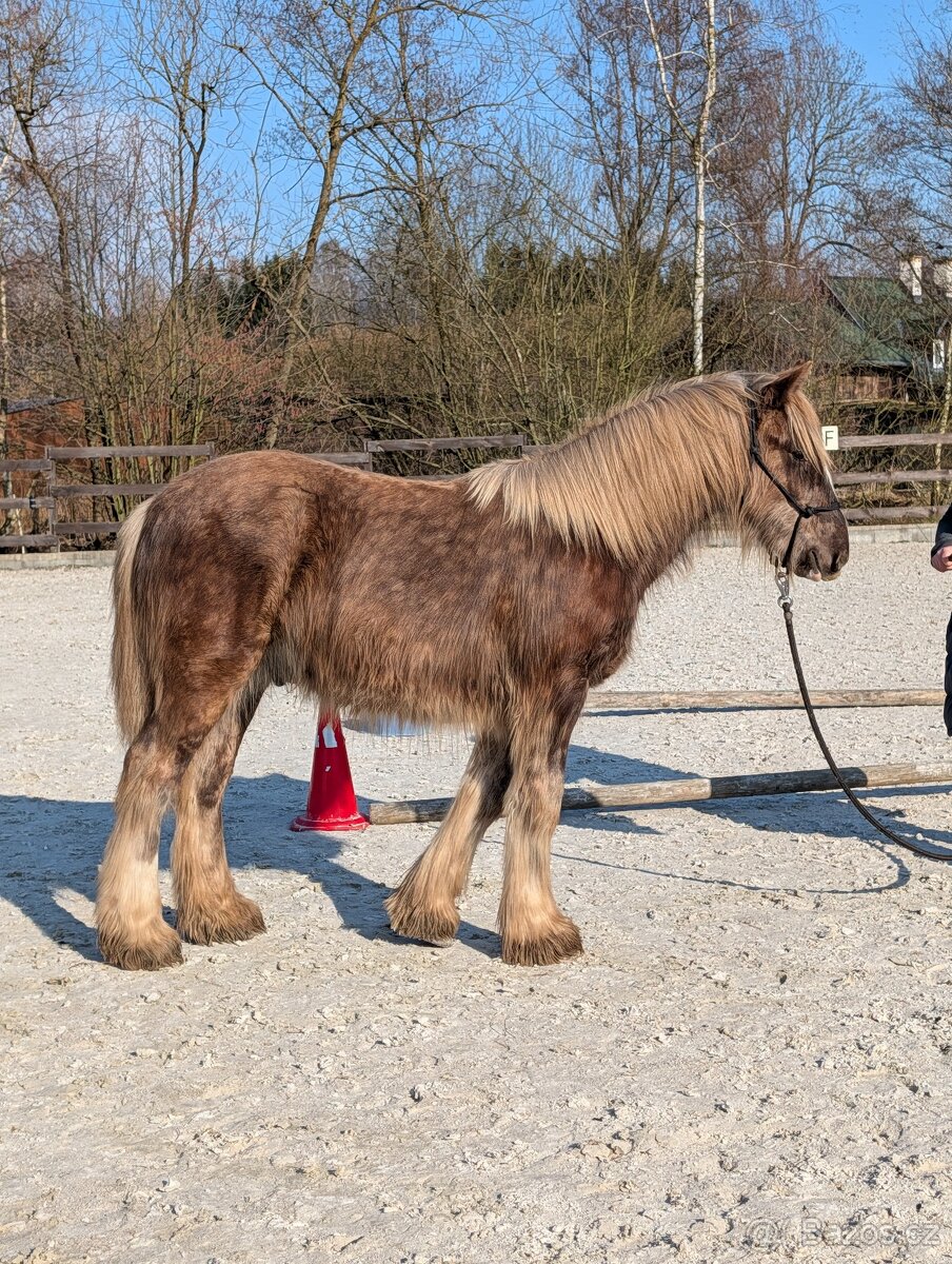 Roční valach irský cob - silver dapple - 2