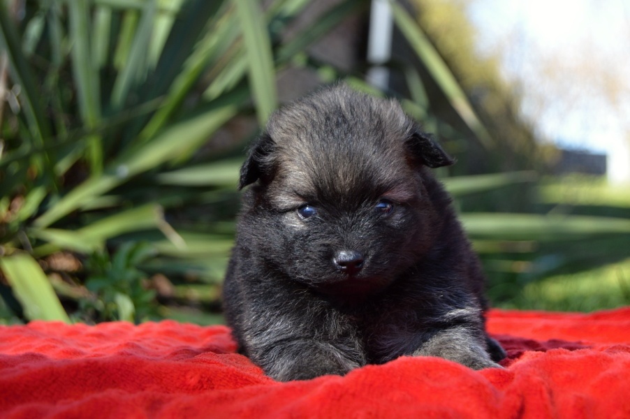 Německý špic malý s PP - 2