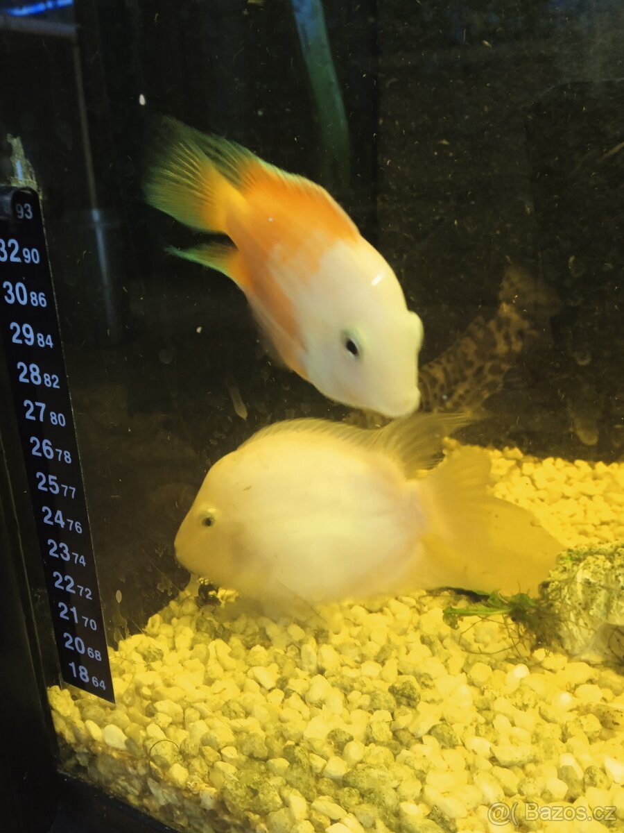 Snow White parrot - 2