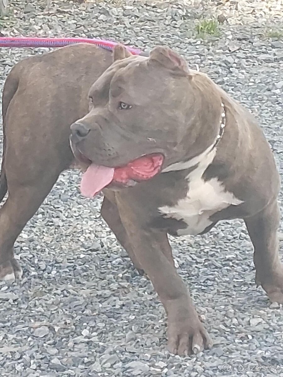 American Bully xl - 2