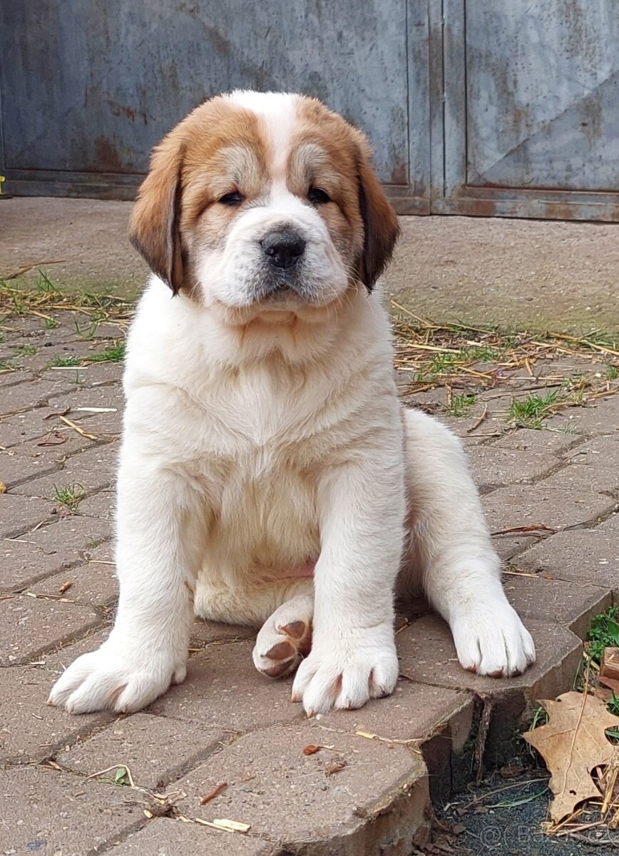 Středoasijský pastevecký pes, SAO štěňata s PP FCI, Alabai - 2