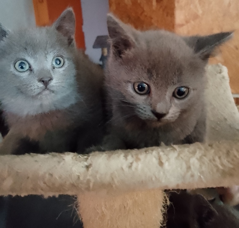 Prodám britské modré koťátka bez PP - 2