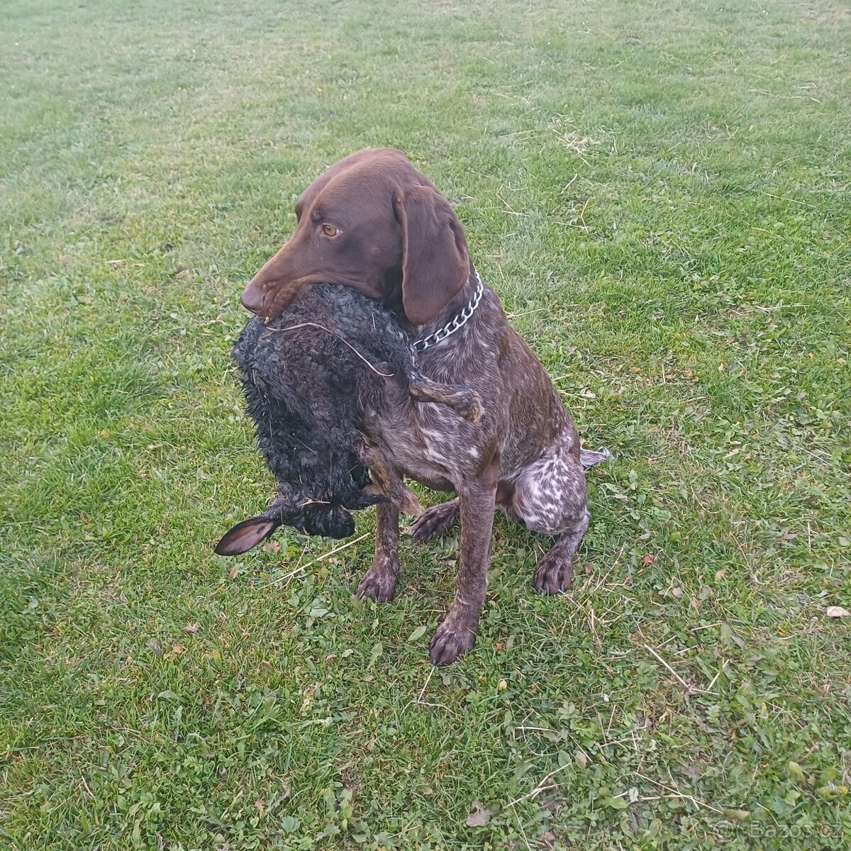 Německý krátkosrstý ohař-PZ-I.cena - 2