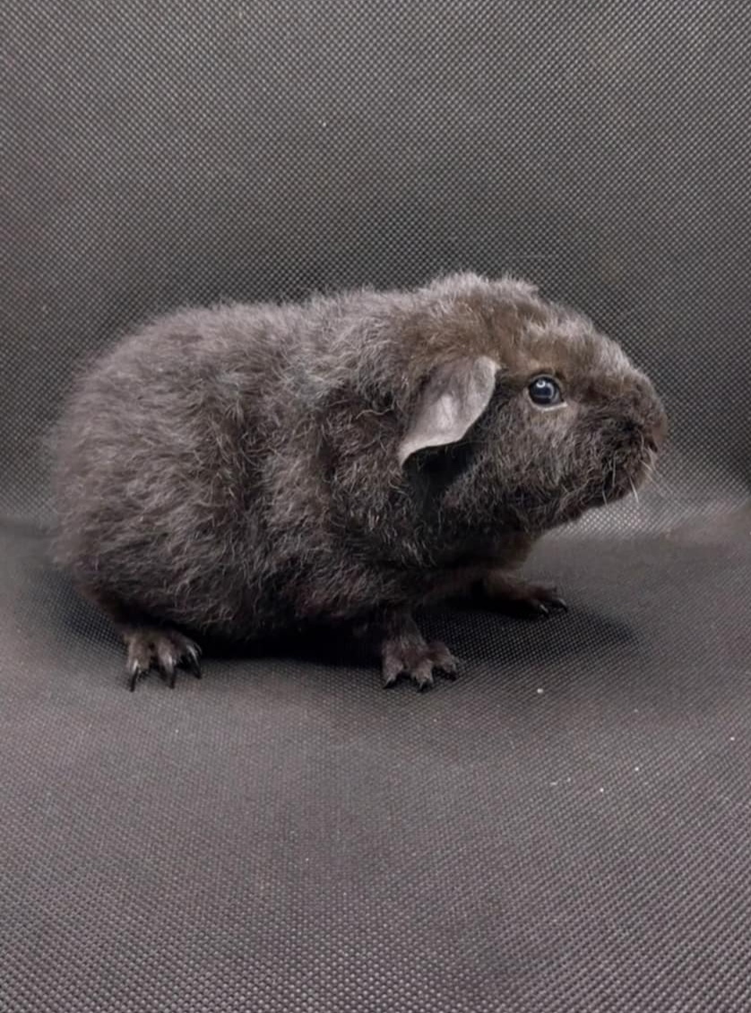 Morče, morčátko - 2