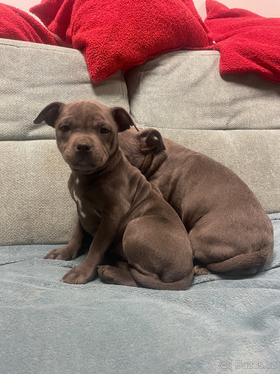 Stafordsirsky bulterier s PP-fenka modra - 2