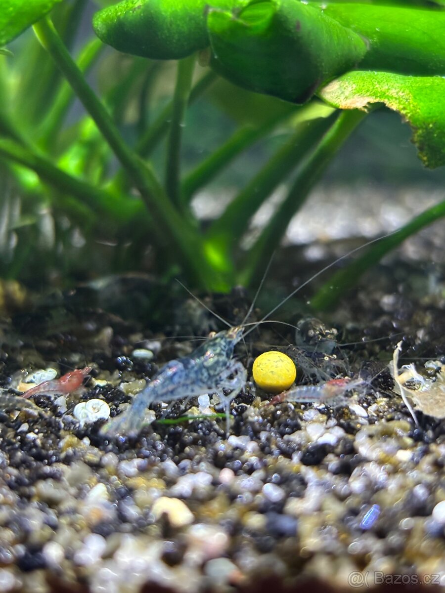 Akvarijní krevety - 2