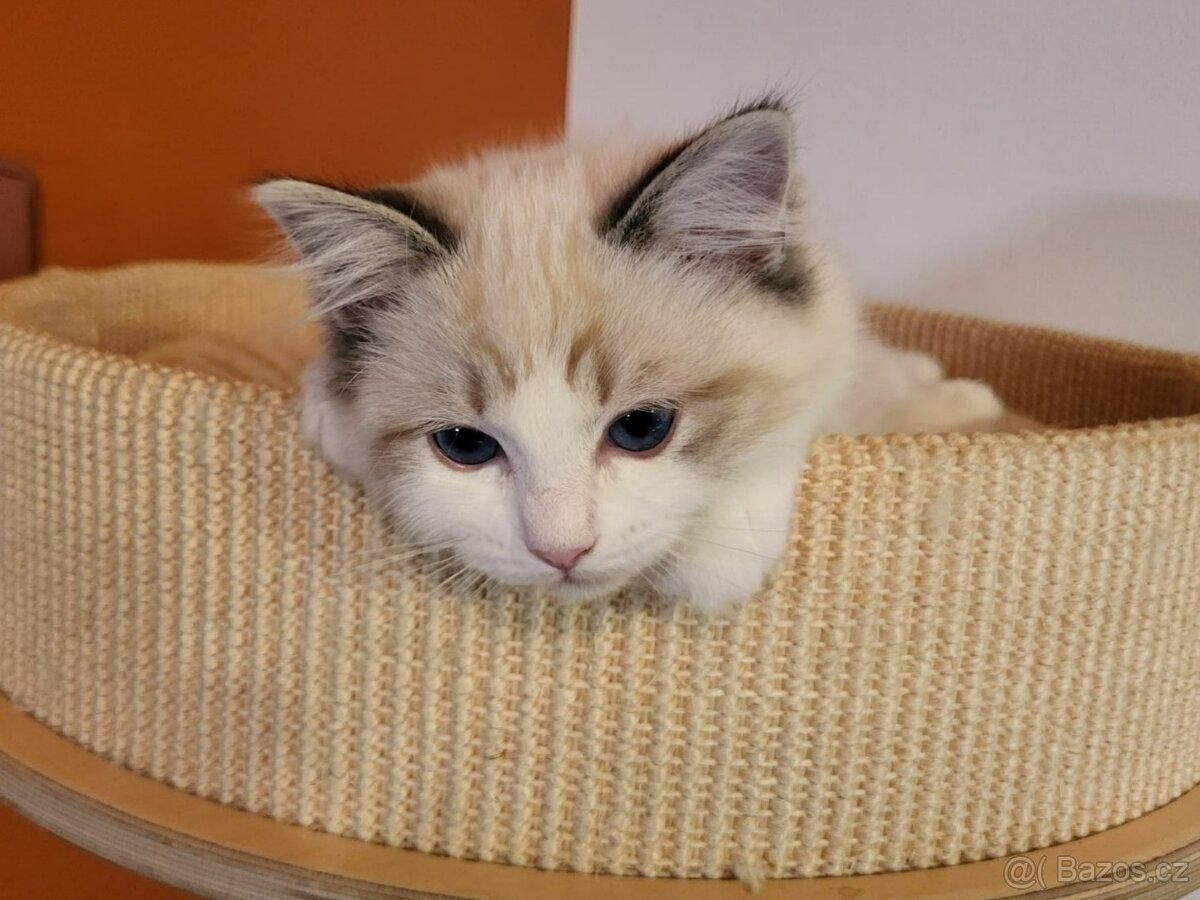 Ragdoll koťata s PP - 2