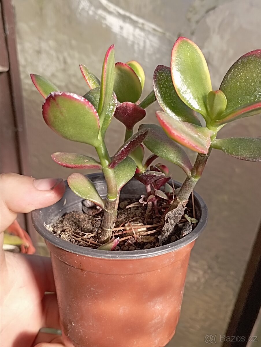 Crassula ovata - Tlustice - 2