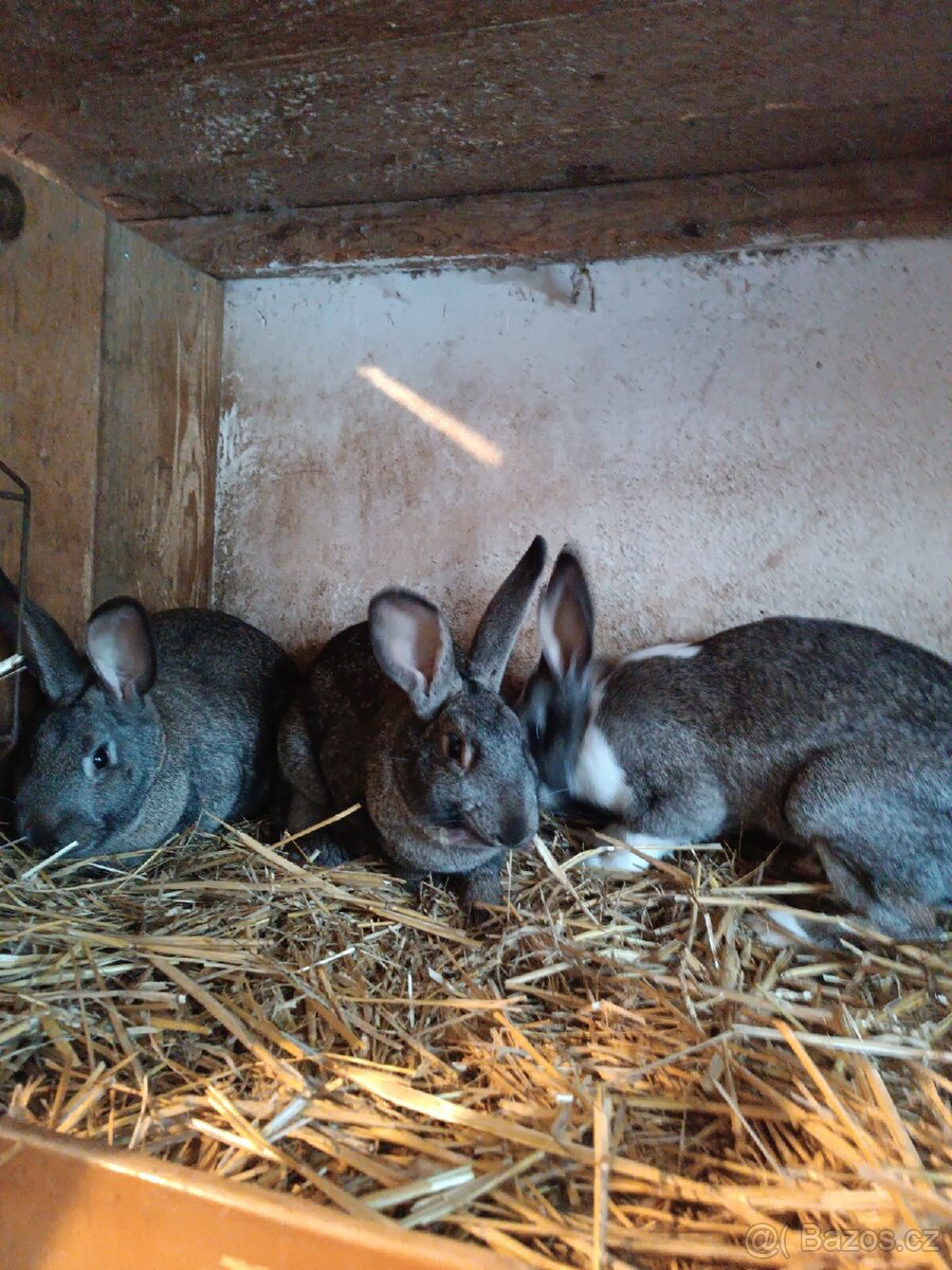 Prodám králíky Hyla F1 - 2