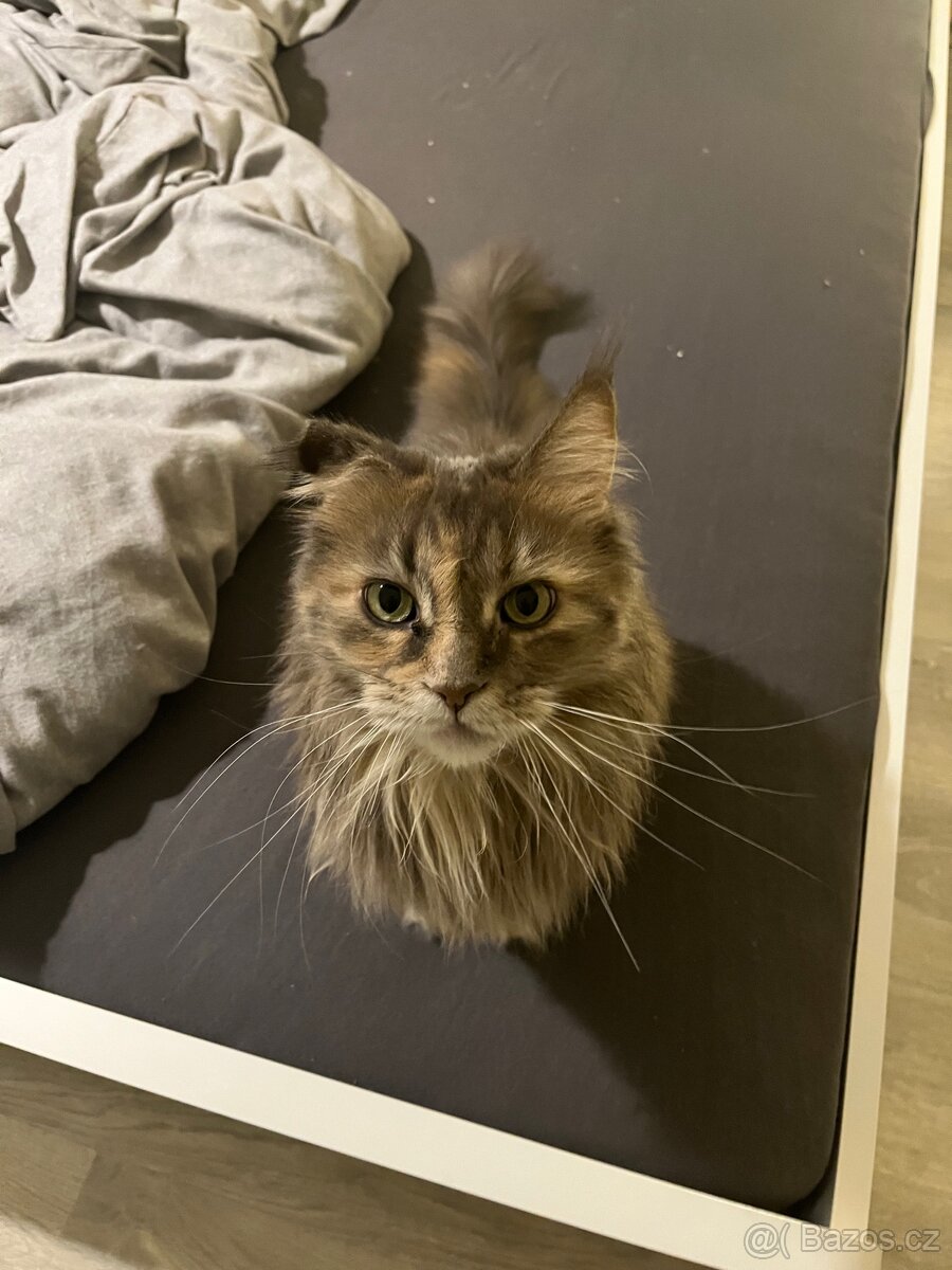 Mainská mývalí kočka - 2