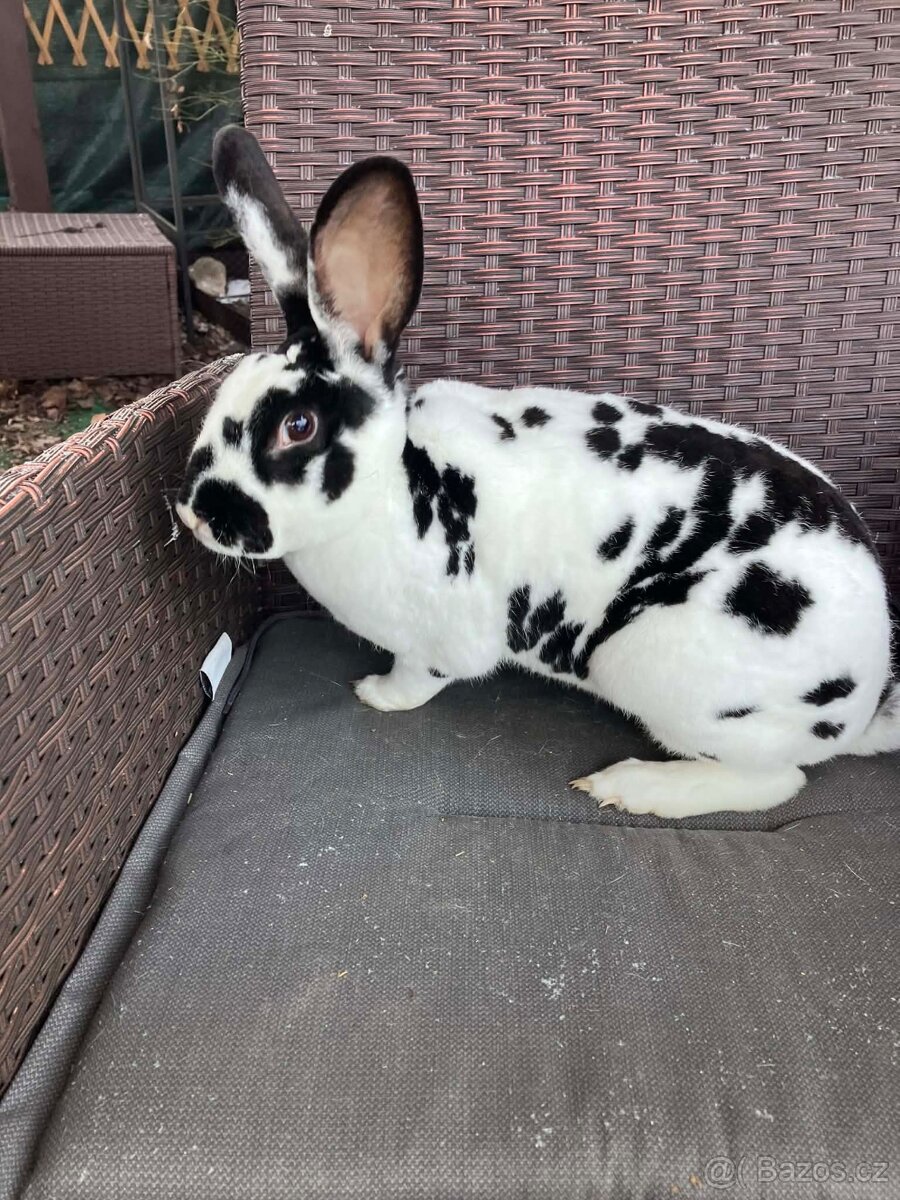 Králík vesnický mix - 2