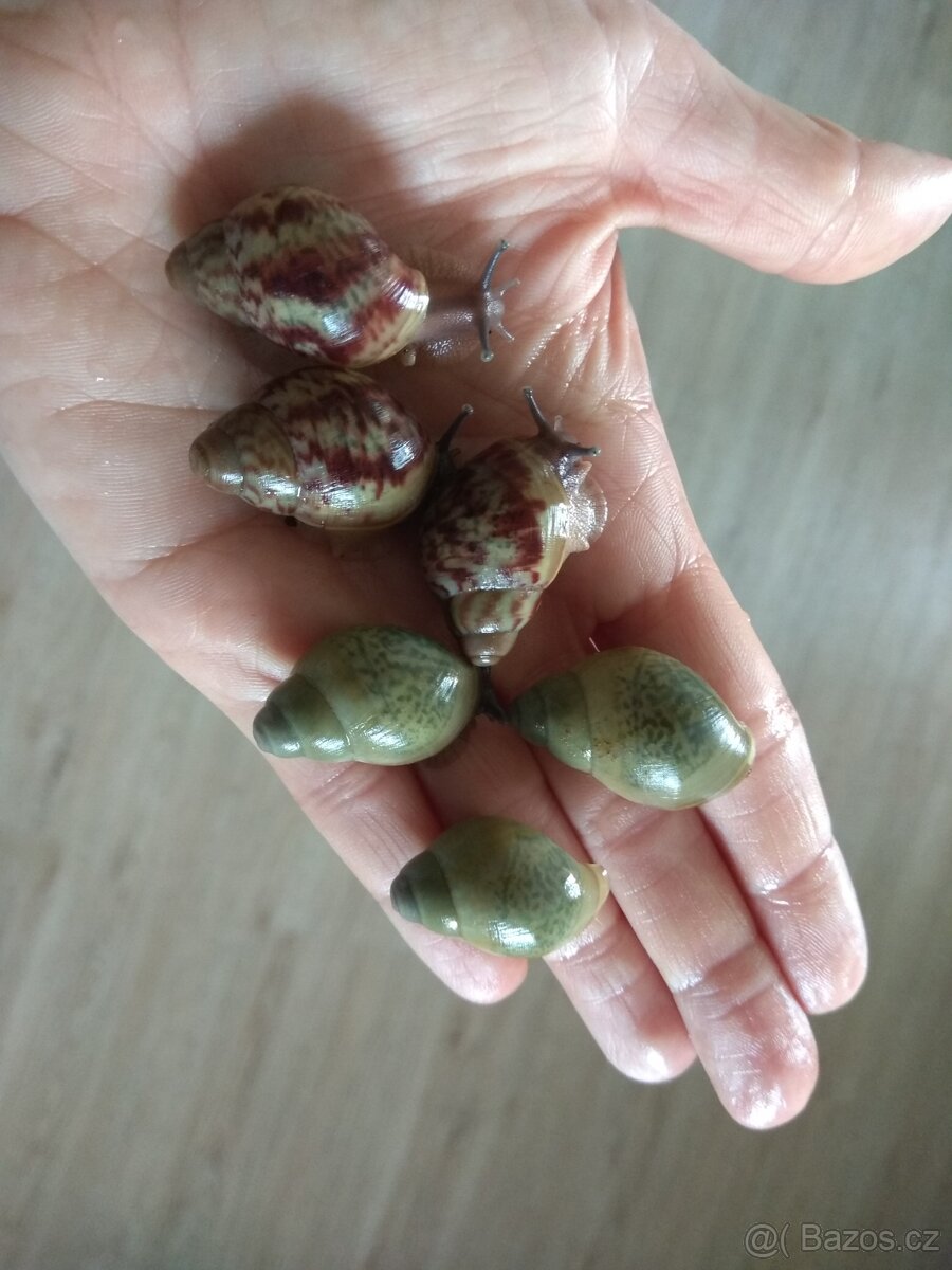 Africký šnek Archachatina Porphyrostoma - 2