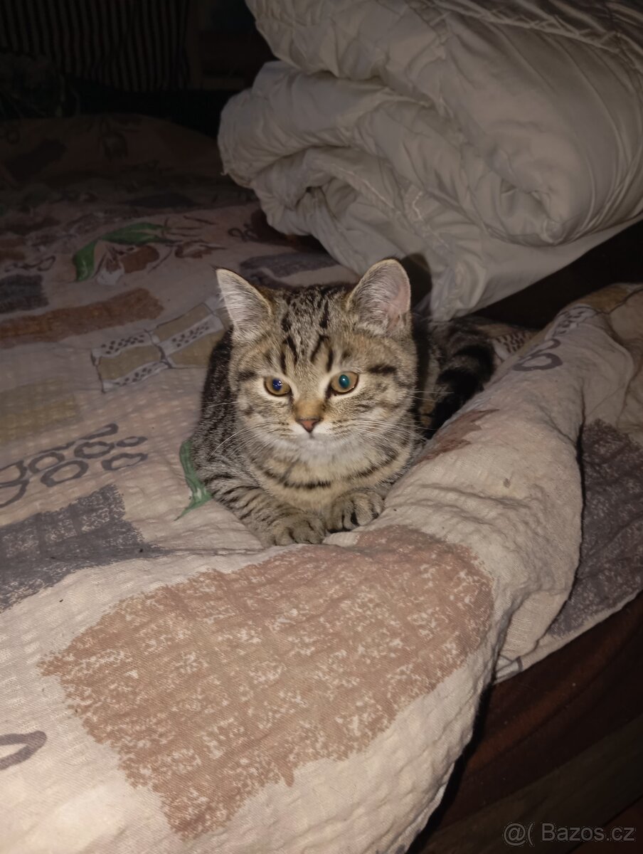 Britská koťátka - 2