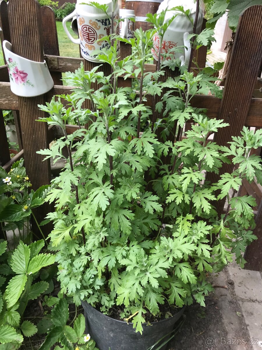 Sazenice trvalek a keřů k výsadbě - 2