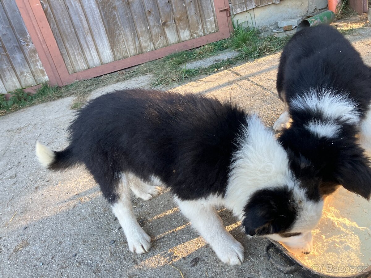 BORDER KOLIE štěně - 2