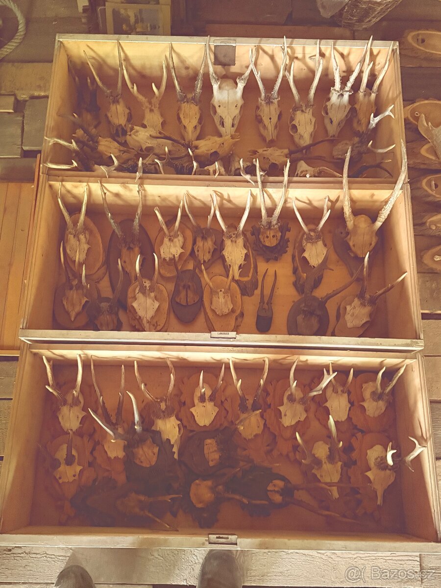 Srnčí parůžky, trofeje - 2