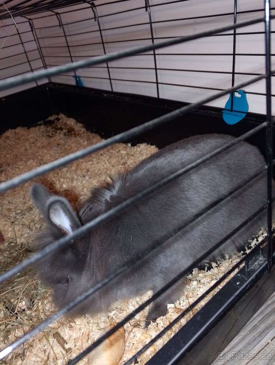 Králík včetně klece - 2