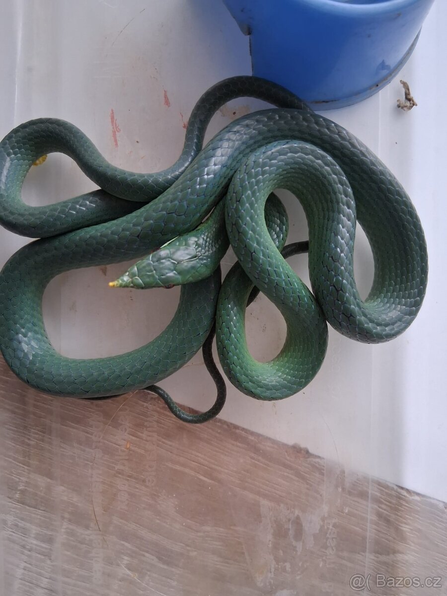 Rhynchophis boulengeri - 2