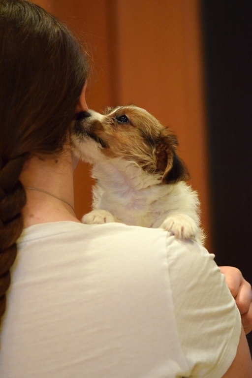 Jack Russel teriér s PP - Vitto - 2