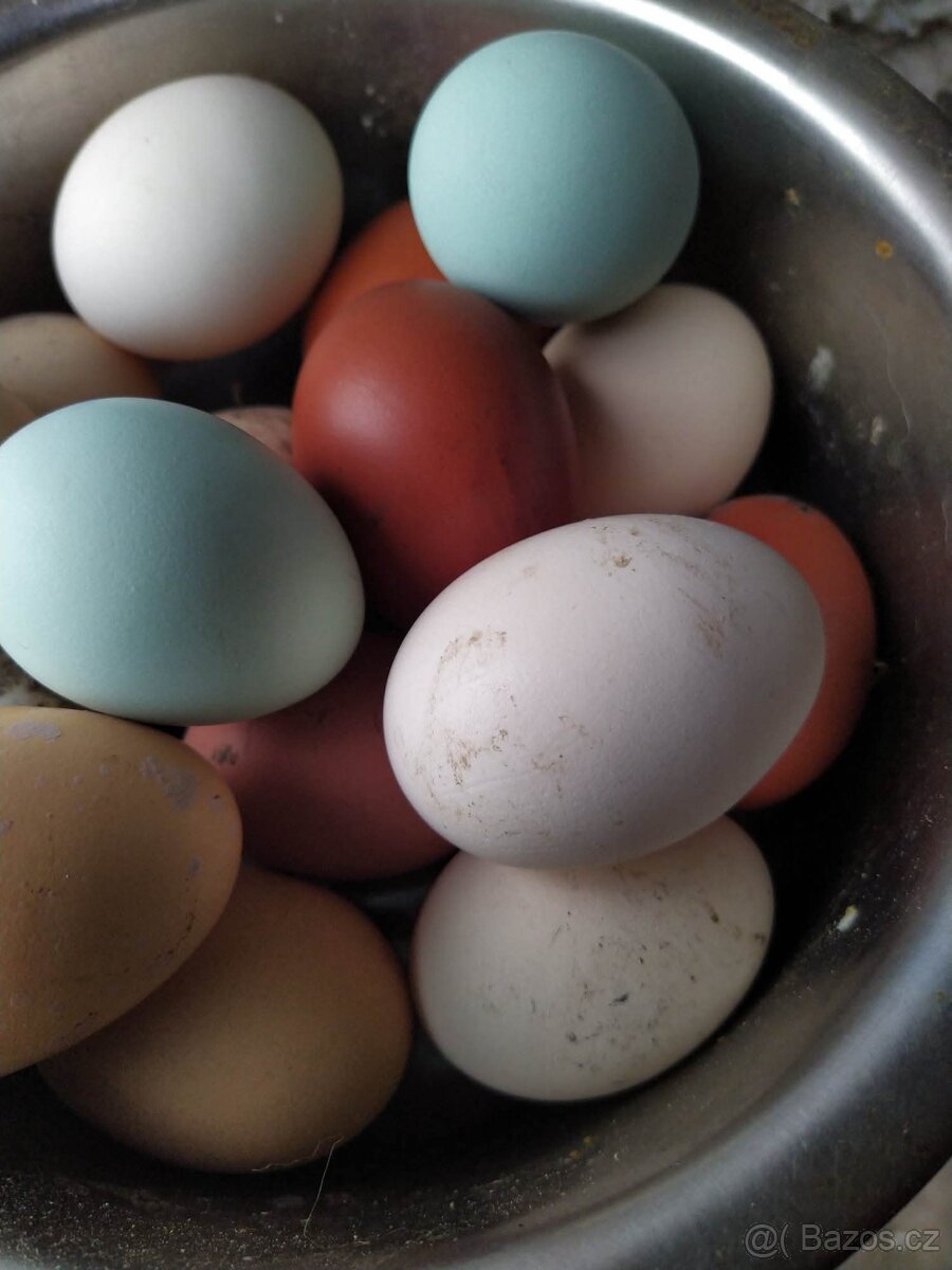 Kuřata na barevná vajíčka - 2