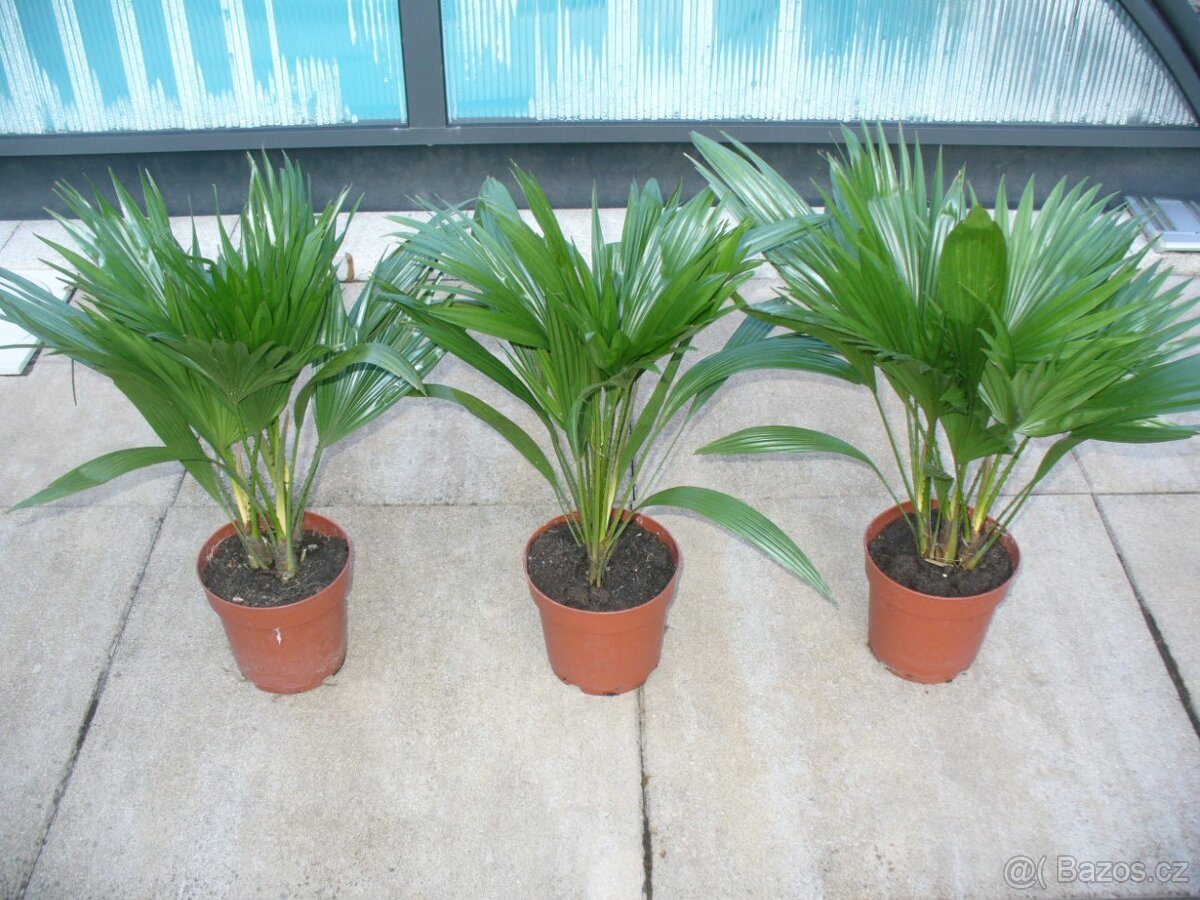 Palma Livistonia - 2