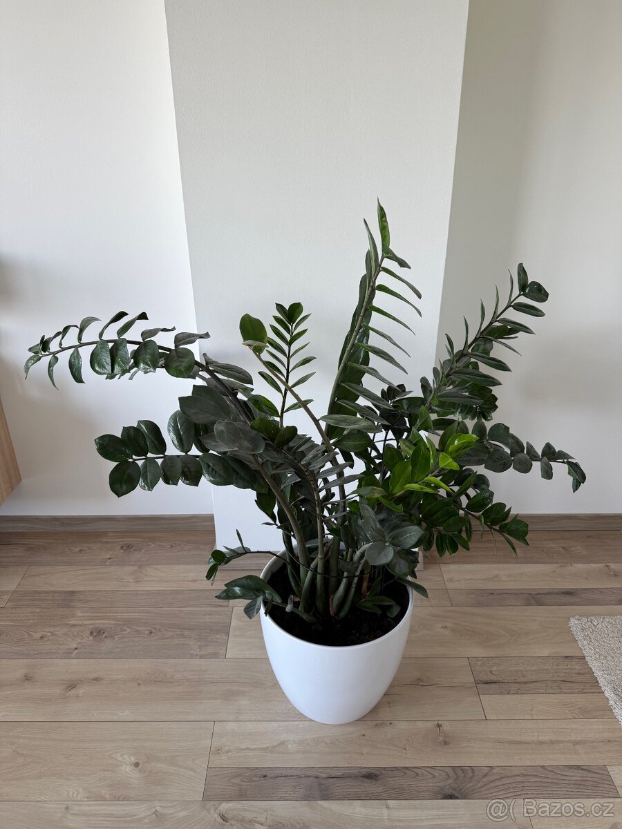Zamioculcas výška 110 cm, průměr 110 cm - 2