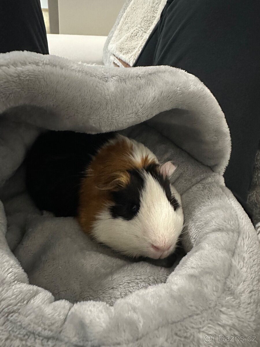 🐹 Nabízím morče do dobrých rukou 🐹 - 2