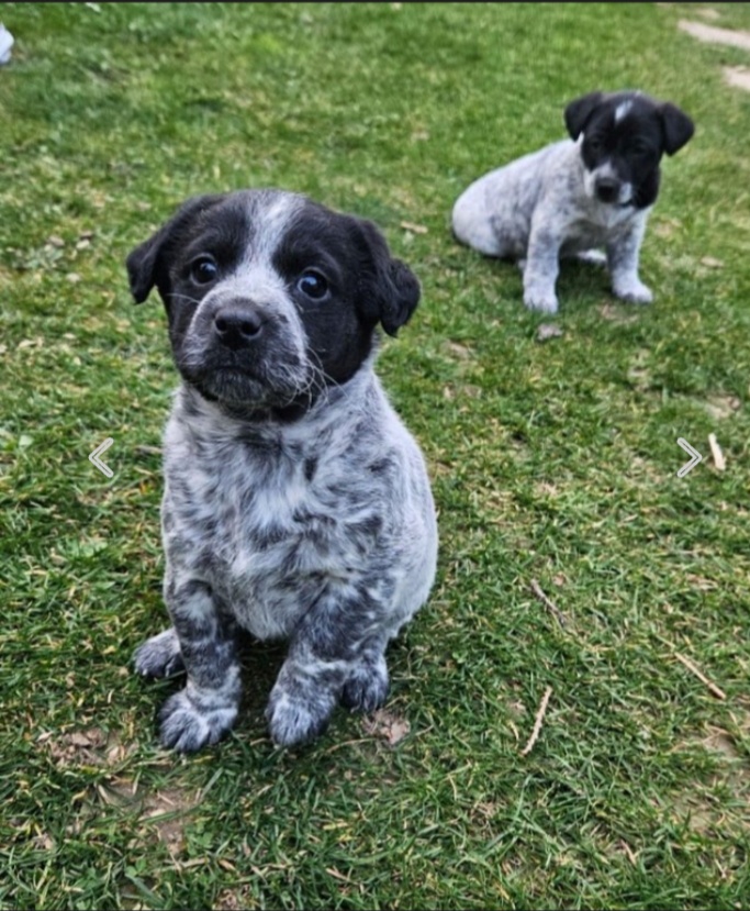 Border kolie Blue Merle - 2