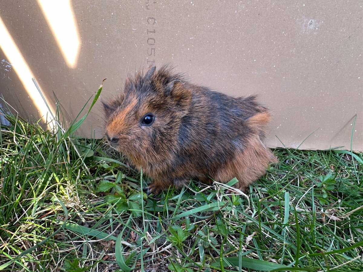 Morče - malá morčátka - morčata - morčátko - 2